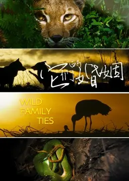 《它们的婚姻》：爱与责任的奇幻交响，现实困境下的真挚告白